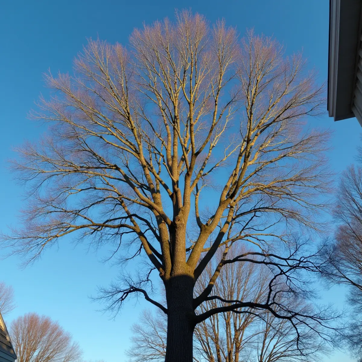 Mature shade tree pruned and thinned according to ANSI A300 standards